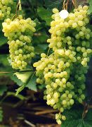 виноград Русбол фото ранний мелкие, выращивание, посадка и уход, купить Русбол саженцы или семена