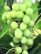 Агрус (Лиза) сорт винограда