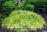 Хаконехлоа (Японская лесная трава) декоративные растения