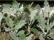 Цинерария приморская (Крестовник приморский) декоративные растения