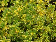Тимьян лимоннопахнущий  декоративные растения
