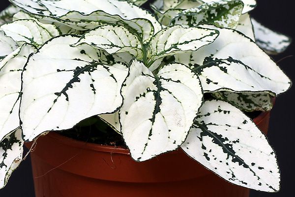 Комнатное Растение С Белыми Листьями Фото