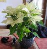   -   , ,   ,  Euphorbia pulcherrima  - 
