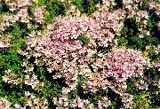   (,  )  (Thymus serpyllum L.)