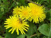   (Taraxacum officinale Web. )