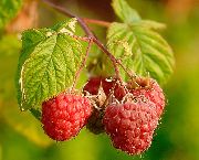   (Rubus ideas.)