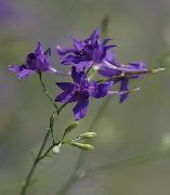    ( , , ) (Delphinium consolida L.)