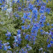    ( , , ) (Delphinium consolida L.)