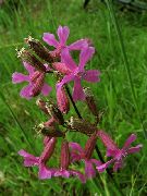      (Lychnis viscaria L.)