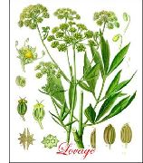   ( ) (Levisticum officinale Koch)