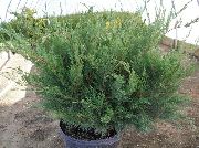    (Juniperus communis L.)