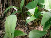    (Convallaria majalis L.)