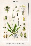   (Plantago lanceolata L.)