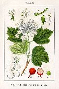   (Viburnum opulus L.)