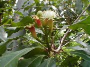   (Syzygium aromaticum)