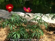   ( ) (Paeonia anomala L.)