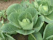   ()  (Brassica oleracea L.)