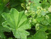   (Alchemilla vulgaris L.)