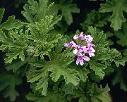   ( , )  (Pelargonium graveolens )