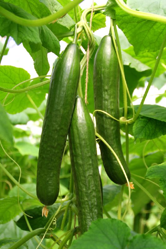 Cucumis sativus