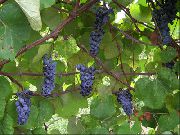   (Vitis vinifera L.)