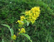   ( , ) (Solidago virgaurea L.)