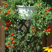    (Solanum lycopersicum)