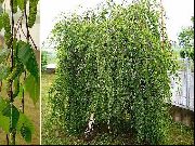   () (Betula verrucosa Ehrh.)