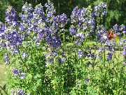   (Polemonium caeruleum)