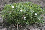   (Potentilla alba L)