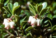   ( ) (Arctostaphylos uva-ursi (L.) )