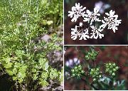   () (Coriandrum sativum)