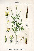    (,  ) (Sisymbrium officinale (L.))