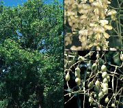   ( ) (Sophora japonica L.)