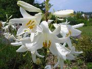   (Lilium candidum)