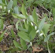   () (Polygonatum odoratum (Mill.) Druce (Polygonatum officinale All.))