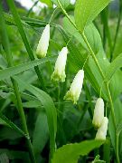   () (Polygonatum odoratum (Mill.) Druce (Polygonatum officinale All.))