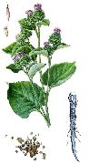   ()    (Arctium lappa L.)