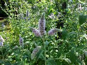    (Mentha piperita L.)