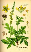    (Agrimonia eupatoria L)