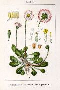    (Bellis perennis L.)