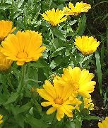   () (Calendula officinalis L.)