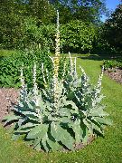   (Verbascum  thapsiforme Schrad.)