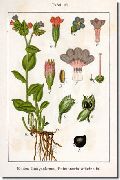   ( , ) (Pulmonaria obscura Dumort. (Pulmonaria officinalis L.))