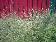   ( )  (Capsella bursa-pastoris L.)