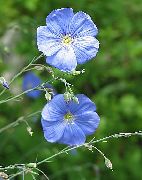    (Linum usitatissimum L.)