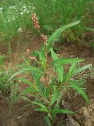  ,    ( ) (Polygonum hydropiper L.)