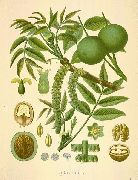   (Juglans regia L.)