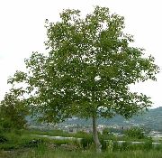   (Juglans regia L.)