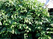    (Humulus lupulus L.)